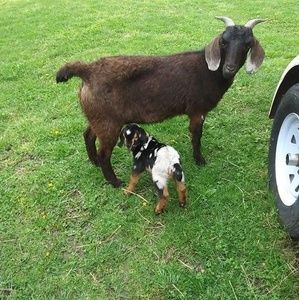 Meet your Posher, Patty